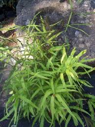 Image result for Pteris cretica