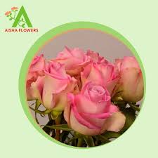 Wholesale fresh cut flowers online. Aisha Flowers Flowersaisha Twitter