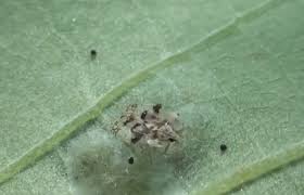 Această insectă este de doar trei milimetri și are o înțepătură dureroasă. Tigrul Platanului A Invadat Capitala Si Nu ExistÄƒ Insecticide Care SÄƒ Il CombatÄƒ
