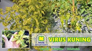 Daun dan buah tomat rusak karena hama dan penyakit tanaman, foto original oleh apabila daun dibiarkan secara lama, maka pada akhirnya daun layu, kering, mati dan rontok. Jenis Penyakit Tanaman Tomat Dan Solusinya Golden Farm 99 Blog Seputar Hidroponik Dan Agribisnis Jenis Penyakit Tanaman Tomat Dan Solusinya