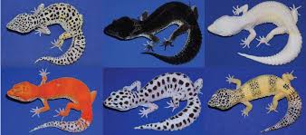 Some leopard gecko coloring may be available for free. Nym Yjdc56 Ysm