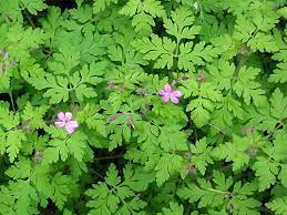 Herb robert has quite a strong distinctive smell, unpleasant to some but it acts as an insect deterrent making it a good companion plant in the garden for vegetables and flowers. A Modest Geranium Goes Rogue Green Street Tree Care