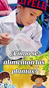 Ciclo De La Planta Para Niños
