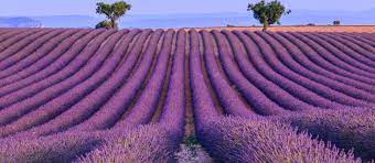 Wann ist der richtige zeitpunkt und wie viel wird abgeschnitten? Lavendel In Frankreich Infos Und Wissenswertes