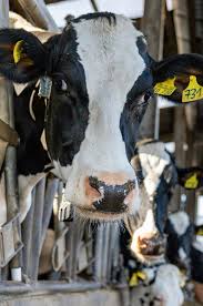 Eine kuh gibt zum ersten mal in ihrem leben milch, wenn sie ihr erstes kalb geboren hat. Langenfeld Kuhe Vom Bauernhof Dickhoven Geben Pro Tag 5000 Liter Milch