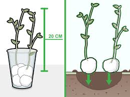How To Grow Beans In Cotton 14 Steps Wikihow