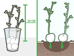 how to grow beans in cotton 14 steps wikihow