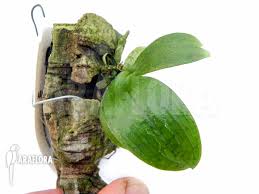 Image result for Aerangis kotschyana