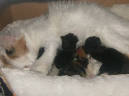 Webmd describes what to expect and when you'll have kittens! Newborn Kittens What You Need To Know Pethelpful By Fellow Animal Lovers And Experts