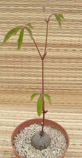 Image result for Cyphostemma adenocaule