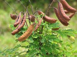 Cat S Claw Facts And Health Benefits