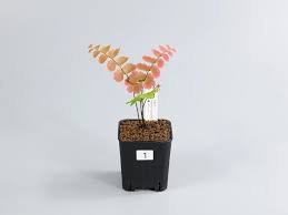 Image result for Adiantum soboliferum