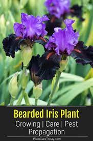 Bearded Iris Plant Growing Care Pest Propagation Bearded Iris When To Transplant Iris Plants