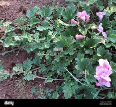 Image result for Dicerocaryum