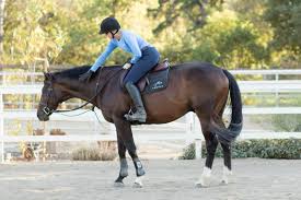 Smartpak Hadley Breeches Review Saddle Seeks Horse