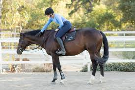 smartpak hadley breeches review saddle seeks horse