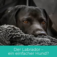 Labrador Easy In 2020 Mit Bildern Labrador Retriever Hunde Apportieren