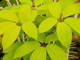 Schefflera Soleil Schefflera Plants Unusual Plants