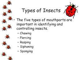 Jump to navigation jump to search. Pests And Diseases 28 00 Examine Distinguishing Characteristics Of Pests So As To Determine Best Management Practices Compare Methods Of Control Ppt Video Online Download
