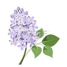 Branch Of Lilac Flowers Vector Illustration Lilac Flowers Flower Painting Lilac