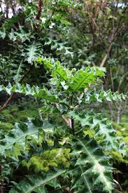 Image result for Acanthus polystachyus