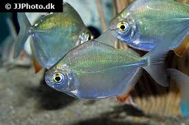 Ikan hias air tawar silver dollar. Silver Dollar Fish Care Size Life Span Tank Mates Breeding