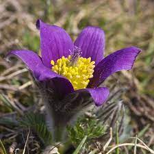 Pasqueflower Pulsatilla Vulgaris Wild Flowers Flowers Macro Lens