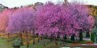 Cherry In Pyin Oo Lwin 2018 1 Pyin Oo Lwin Cherry Photo