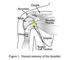 This is the main muscle that lets you rotate and extend your shoulder. Shoulder Replacement Los Angeles Shoulder Arthritis Shoulder Joint Pain Beverly Hills