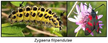 It is directed by chuck jones and stars the characters of daffy duck and elmer fudd. Insects Free Full Text Cyanogenesis In Arthropods From Chemical Warfare To Nuptial Gifts Html