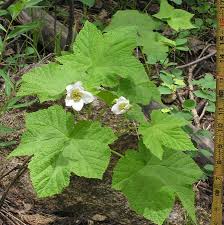 Image result for Rubus iringanus