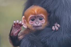 Infant Francois Langur His Way Of Saying Hello Baby Animals Pictures Baby Animal Videos Cute Animal Pictures