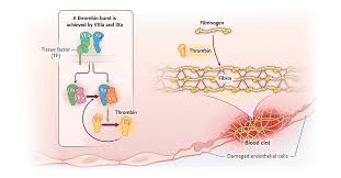 Image result for Fibrinogen