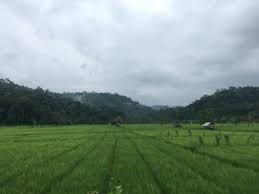 Aplikasi GIS Potensi Daerah - Perkebunan - Area Persawahan Karya Penggawa