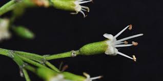 Image result for Nuxia oppositifolia