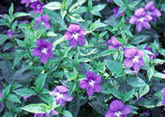 Image result for Browallia