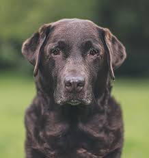 Pets best offers pet insurance plans for dogs and cats covering up to 90% of your unexpected veterinary costs with no annual or lifetime payout limits our accident plan is a great affordable pet insurance option. Pet Insurance For A Pet With A Pre Existing Condition