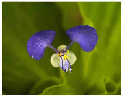 Image result for Commelina bracteosa