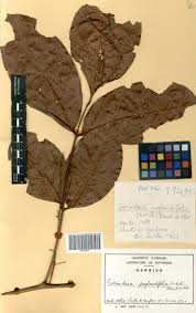 Image result for Sorindeia juglandifolia