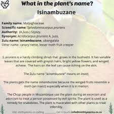 Image result for Sphedamnocarpus pruriens