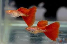 Ada beberapa tanda dan gejala yang bisa anda lihat ketika ikan kekurangan oksigen. 12 Jenis Ikan Hias Aquarium Tanpa Oksigen Dan Filter