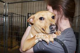 Sign up for free today! Nearly 700 Rescued Animals Will Be Available For Adoption In Nc This Weekend Will You Open Your Home To Just One Aspca