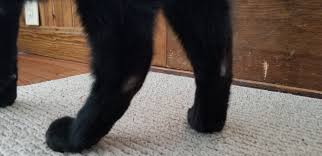 We look at the causes, diagnosis, and treatment of hair loss in cats. Bare Spots On Back Legs Male Hair Floor Deter Cats City Data Forum
