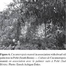 Image result for Rhynchosia mannii