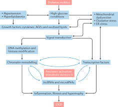 Hyperglycaemia, or raised blood sugar. Epigenetics And Epigenomics In Diabetic Kidney Disease And Metabolic Memory Nature Reviews Nephrology