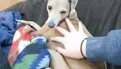 While they both make great pets, there are some. Best Knife Massage Gifs Gfycat