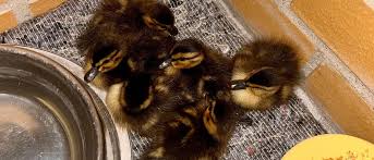 Enten-Waisen von Polizei gerettet: Wo ist die Mama?