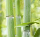 Biobasierte Polyethylen-Compounds für Extrusion & Spritzguss ...