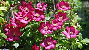 Deadhead spent flowers for another series of blooms, though they will likely be smaller than the first, as these appear on new growth. When To Prune Clematis Melinda Myers