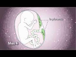 Como Crece Su Bebe Mes 4 Youtube